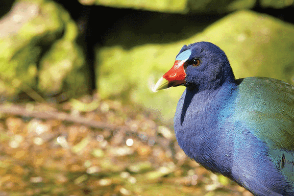 2019 RGVBF Purple Gallinule web