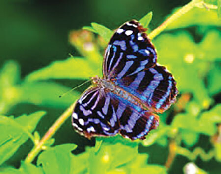 F Mexican Bluewing Credit Wikimedia