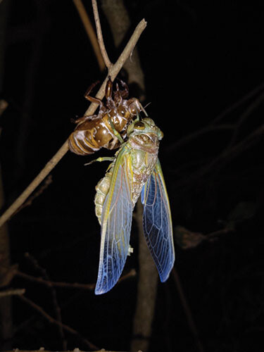 20220719 Quinta Moth Giant Cicada