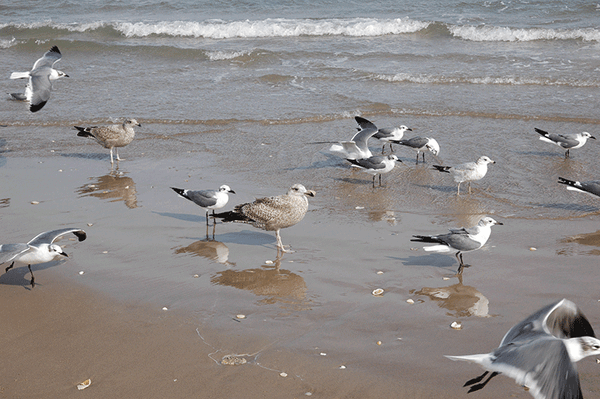 Herring Gulls amongst the Laughing Gulls Photo by Anita Westervelt web