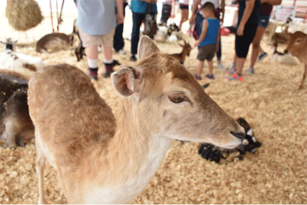 20160316 RGVLivestockShow KO 0033 web