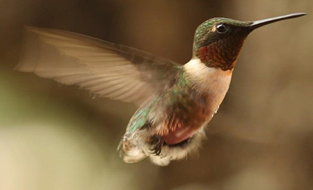 20200311 nature hummingbird