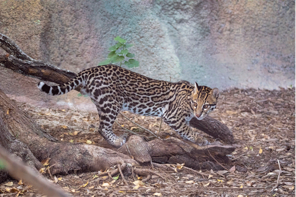 Photo Iggy the Ocelot GPZoo web