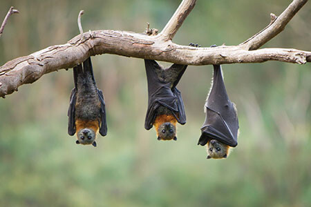 B Bats