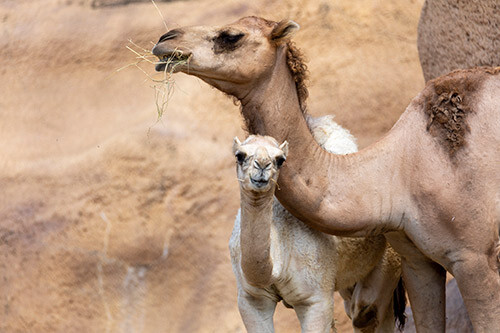 Baby Camel 1