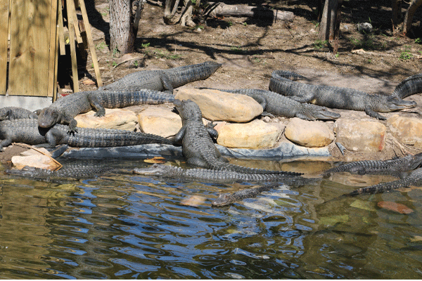 20210202 SPI SPI Birding Center CAB 5709 web