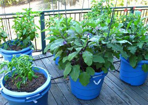 20211027 Time to start those fall Vegetable Gardens 02 Courtesy