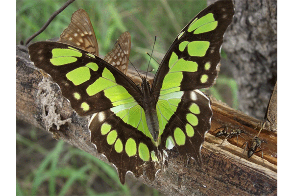 20150729 Malachite at National Butterfly Center courtesy 4940 web