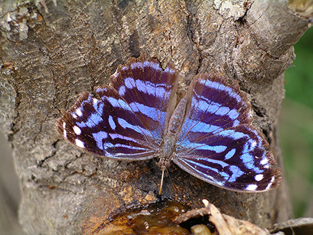20200311 nature butterfly