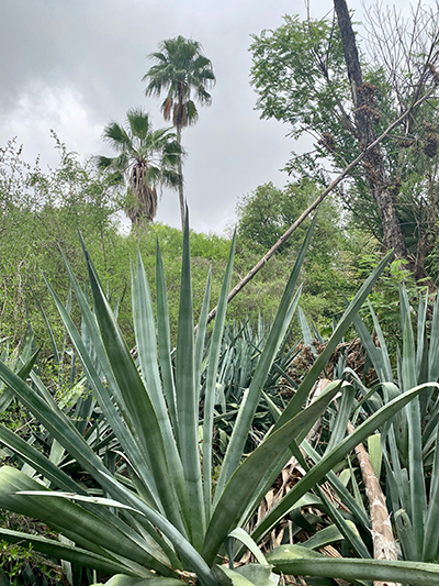 Century Plants at Quinta Mazatlan