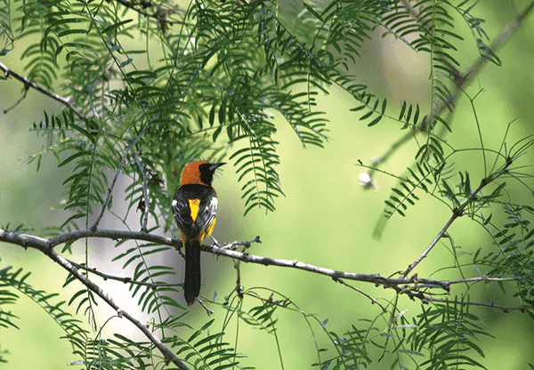 Hooded Oriole Photo by Anita Westervelt web