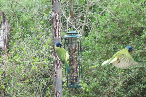 Bentsen Park Green Jays web