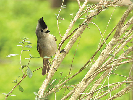 20200101 Black crested Titmouse