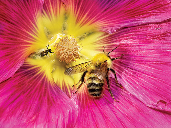 IMAS Bumblebee Exploring Mallow Copyright Paula Sharp