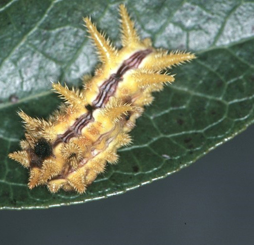 spiny oak slug