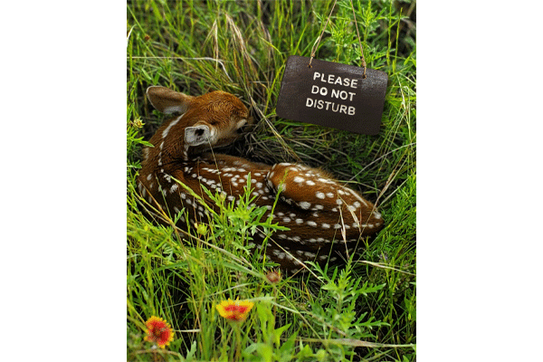 Leave baby wildlife alone 1 web