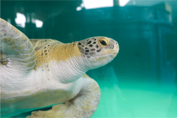 20181112 SPI Sea Turtle Inc GU 9146 web