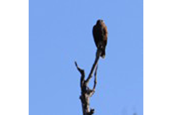 Bentsen Park Hawk web