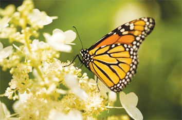 20241113 Go With Jo Monarch WEB