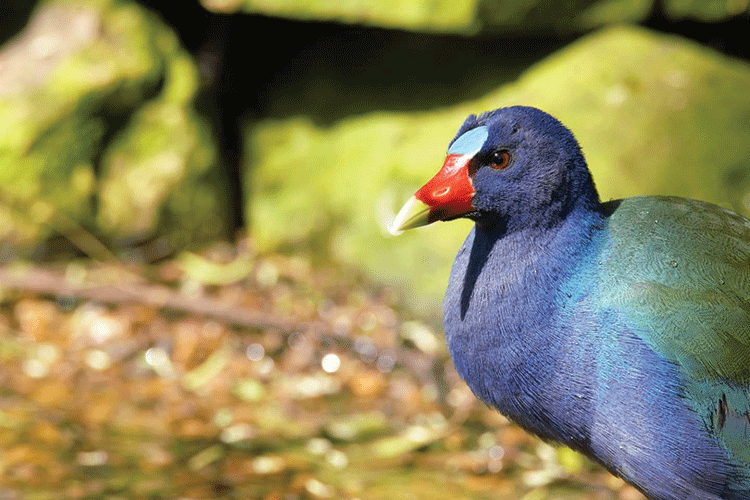 2019 RGVBF Purple Gallinule web