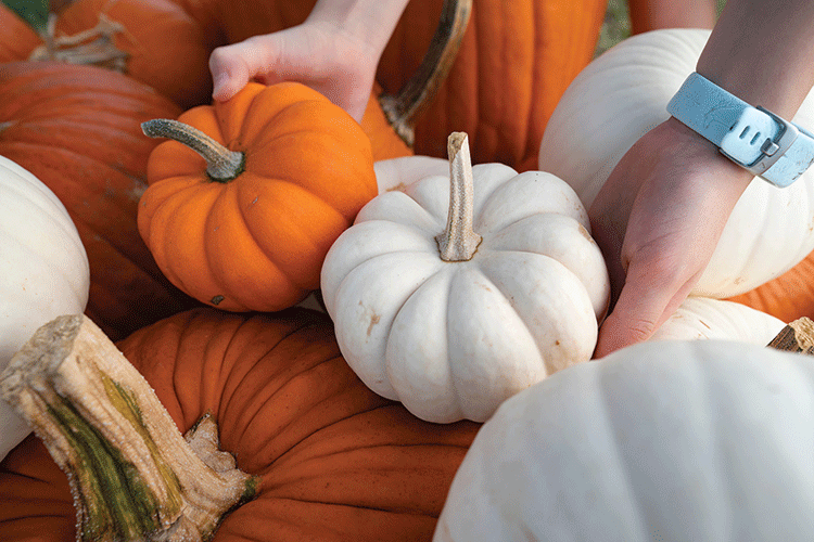 20251029 Pumpkin Patch LM 0100 1 web